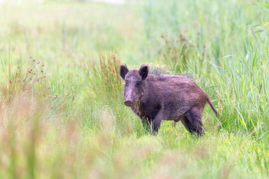 &Uuml;berl&auml;uferkeiler im Gras