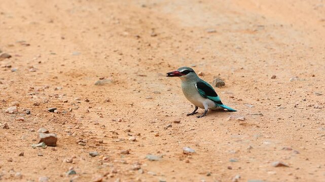 Close up Woodland kingfisher seems to play with ant on sandy ground