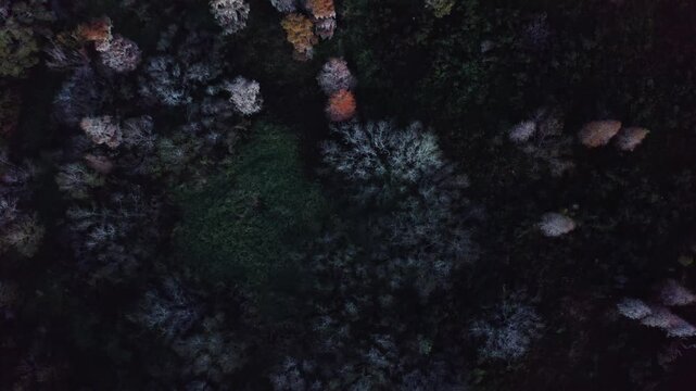 A dark forest canopy at dusk, capturing the subtle hues of the trees. Ideal for projects requiring a moody or mysterious atmosphere.