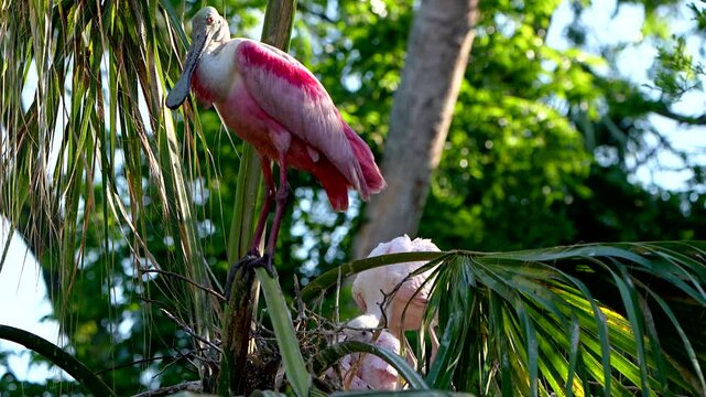 Roseate spoonbill chick testing its wings