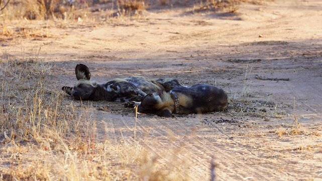 Two African wild dogs nap on shaded dirt road on hot, sunny day