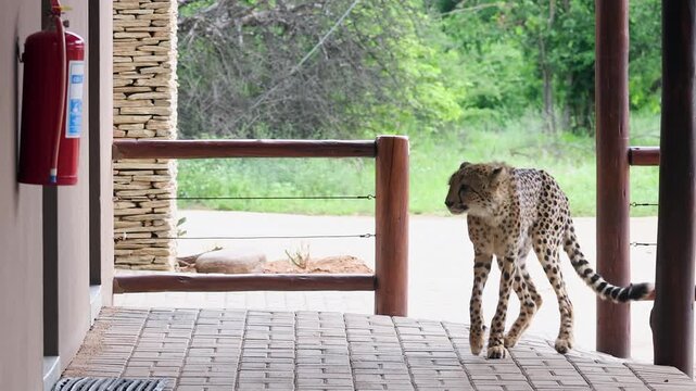 Behaviour: Injured cheetah cautiously visits building as if for help