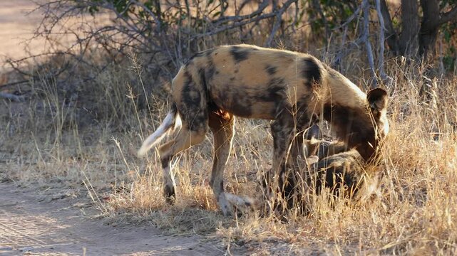 Wild dog in Africa joins packmate lying down in grass at golden hour