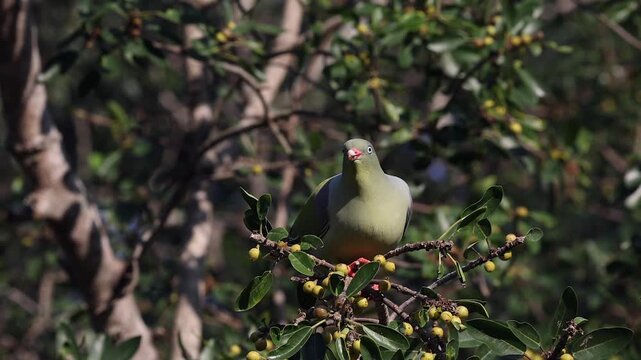 Green pigeon eats fruit berries from Jackalberry tree in South Africa