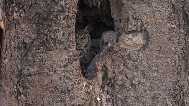 Adult with two curious fluffy owl chicks peek out of nest in tree hole