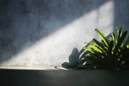 影と植物が壁にユニークなシーンを作り出します