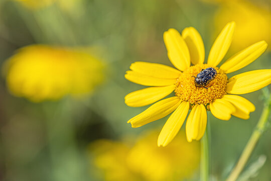 Macro closeup of Oxythyrea funesta beetle on yellow daisy flower. Small spotted flower chafer feeding on pollen with soft green bokeh background. Natural insect pollinator in summer garden.