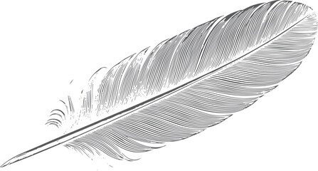 Black and white engraved of a single bird feather © miht3325