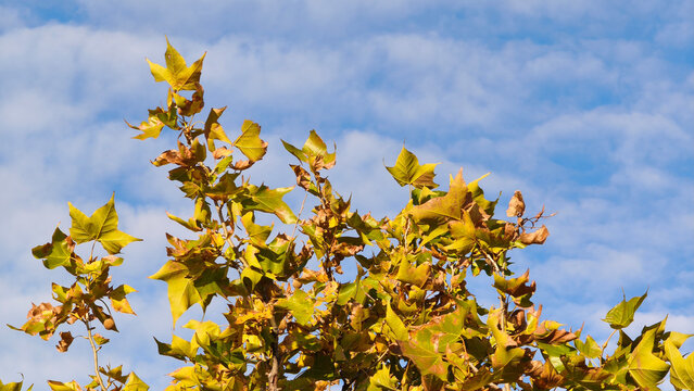 branches of plane tree in autumn