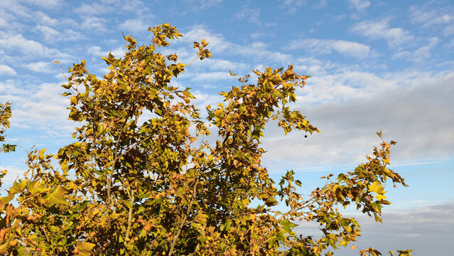 branches of plane tree in autumn