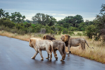 Fototapeta premium White African lion male with two brothers walking on safari road under rain in Greater Kruger National park, South Africa ; Specie Panthera leo family of Felidae