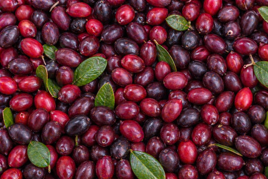 Riberry lilly pilly fruit background texture exotic australian berries pattern