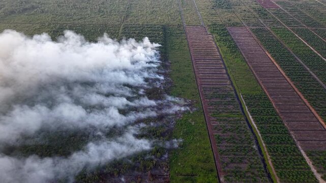Smoke rises over cleared forest land