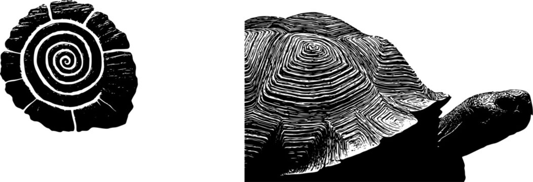 A photorealistic macro captures the intricate growth rings of a tortoise shell, showcasing its weathered texture against a pristine white background