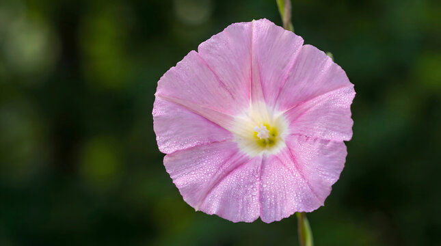 Pink bindweed flower with dew drops on petals
