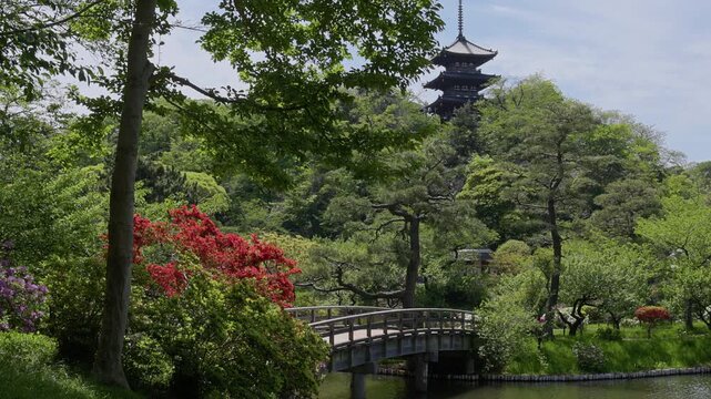 Traditional wooden bridge crossing a pond in a lush Japanese garden during spring