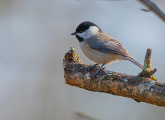 Obraz premium A Carolina chickadee perched on a tree branch isolated on a blurred background