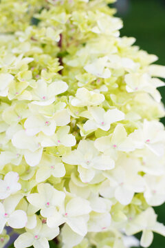 Panicle Hydrangea Fraise Melba Blooming Outdoors Naturally