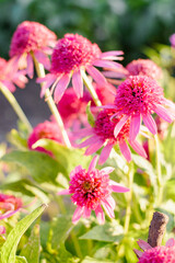 Fototapeta premium Double Bloom Razzmatazz Echinacea Flower In Summer Light
