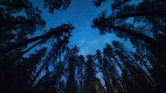 Dense Star Field through Night Tree Branches / 夜の木の枝の間から見える密集した星空