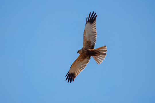 Western marsh harrier (Circus aeruginosus) flying. Male raptor, spread wings, head-on flight, blue sky, bird of prey, hawk family, spring day, sharp focus, wildlife in motion.