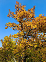 Fototapeta premium golden ash tree in autumn colors