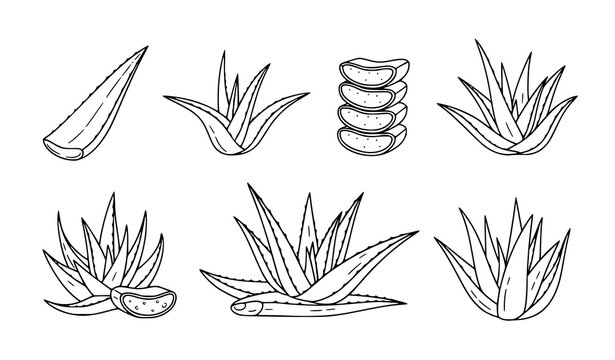 Aloe vera thin line icons vector succulent plant organic illustration
