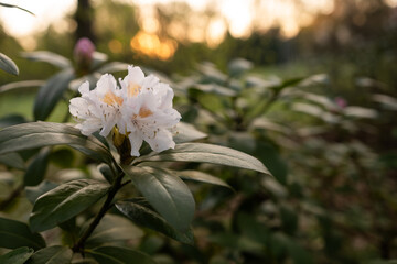 Białe kwiaty rododendrona w ciepłym świetle, wiosenna fotografia przyrodnicza © Elżbieta Kaps