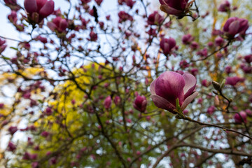 Kwitnące magnolie w parku w Pszczynie, wiosenny krajobraz w ciepłym świetle © Elżbieta Kaps