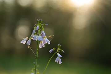 Wiosenne kwiaty w ciepłym porannym świetle, naturalna fotografia przyrodnicza © Elżbieta Kaps