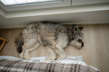 Fluffy dog sleeping on wooden floor near window in cozy home interior © AnastasiiaAkh