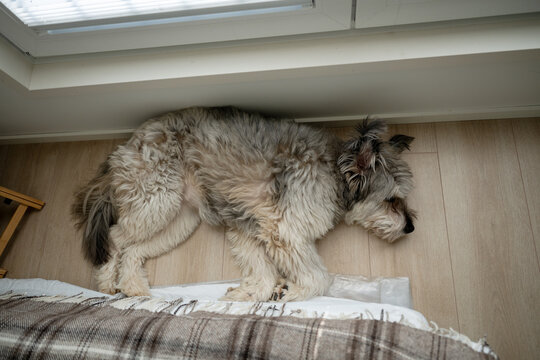 Fluffy dog sleeping on wooden floor near window in cozy home interior