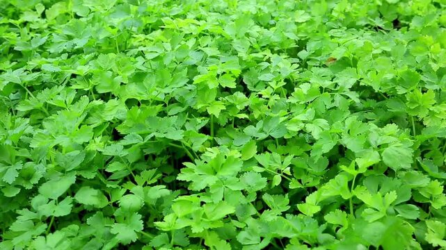 Closeup of fresh green lettuce, parsley, and celery leaves growing in an organic garden. Healthy leafy vegetables with rich texture and natural foliage.