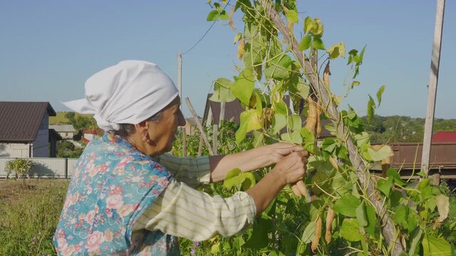 An elderly woman harvests beans in the village. Harvesting organic beans in the garden, Rural lifestyle senior woman working