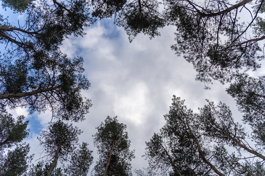 Looking up at a serene pine forest canopy against a cloudy blue sky.