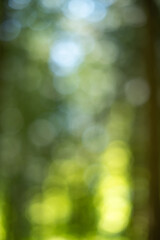 Obraz premium Abstract Green Forest Bokeh Background with Sunlight Filtering Through Summer Trees and Soft Natural Defocused Light