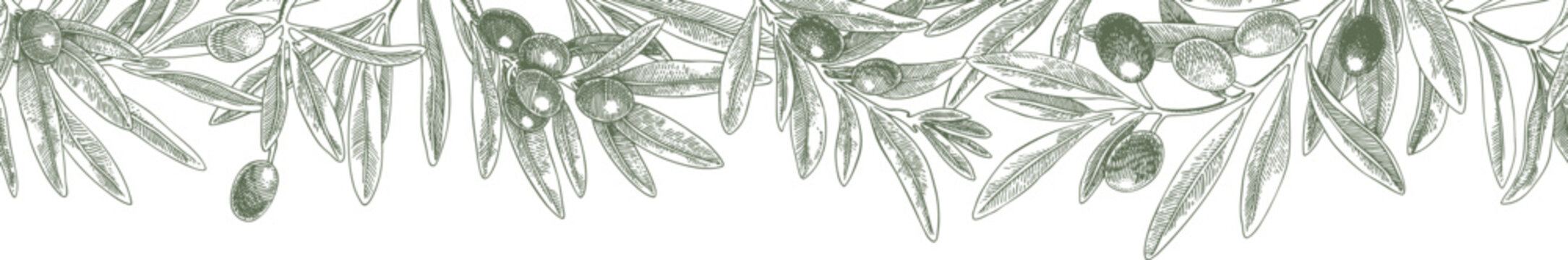 Drawing green purple olives branch border. Hand drawn floral illustration olive fruit, tree branches, leaves isolated background frame green. Edible foliage. Drawings food. For menu wrapping card gift