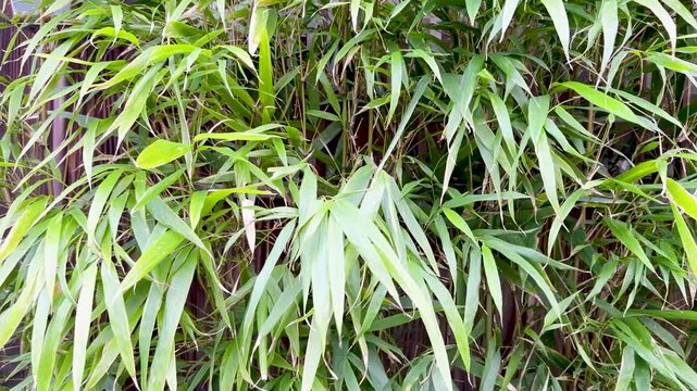 Gentle breeze rustles green bamboo leaves creating a serene natural backdrop footage.