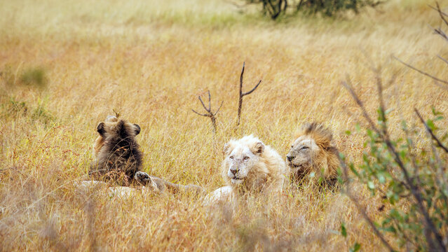 White African lion lying down with two brothers in savannah in Greater Kruger National park, South Africa ; Specie Panthera leo family of Felidae