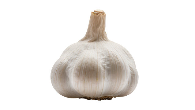 Whole bulb of garlic with root stem and textured skin