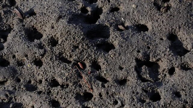 Footage of Fiddler Crab scooping mud from its burrow in mangrove forest