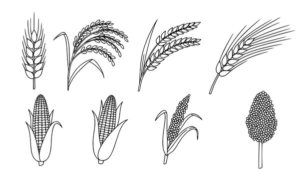 Grain plants doodle icons vector cereals agriculture line art set