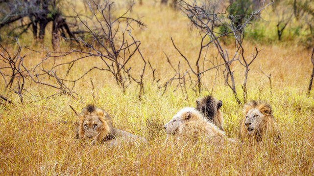 White African lion lying down with three brothers in savannah in Greater Kruger National park, South Africa ; Specie Panthera leo family of Felidae
