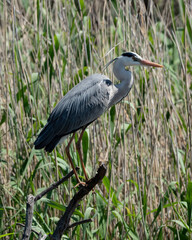 Fototapeta premium great blue heron ardea cinerea