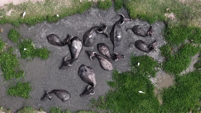 Aerial shot of water buffaloes lying in mud pools surrounded by grass.