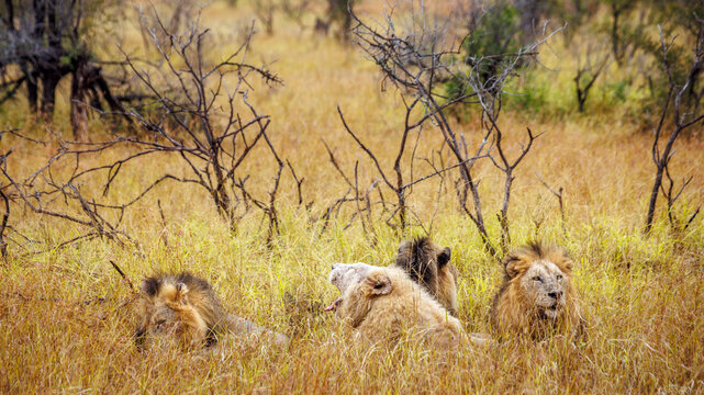 White African lion lying down with three brothers in savannah in Greater Kruger National park, South Africa ; Specie Panthera leo family of Felidae