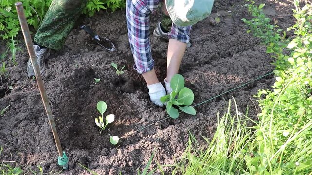A farmer digs a second hole and plants a cabbage seedling in a garden bed, fills the hole, and levels the soil on a sunny summer day - color horizontal video, close-up