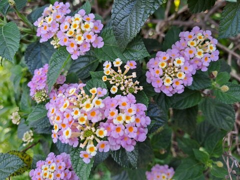 Lantana camara or wild sage is flowering plant in verbena family, widely grown as an ornamental but is considered a noxious weed 