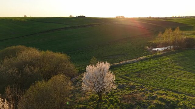 Wild Blooming Orchard &ndash; Forward Aerial Flight Across Spring Hillside