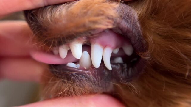 Little dog with double canine tooth close up. Problem small breeds requires teeth extraction. Oral examination. Veterinary checkup pet mouth dental health. Hygiene care, cleaning routine. Vet check up
